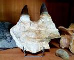 Fors kaakfragment Mosasaurus, Ophalen of Verzenden, Fossiel