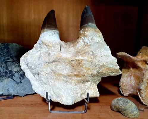 Fors kaakfragment Mosasaurus, Verzamelen, Mineralen en Fossielen, Fossiel, Ophalen of Verzenden