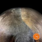 Scheren van paarden en pony’s, Dieren en Toebehoren