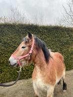 Paard, Dieren en Toebehoren, Paarden, Merrie, Minder dan 160 cm, 0 tot 2 jaar, Met stamboom