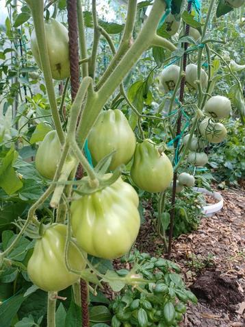 plantes de tomates, Ophalen