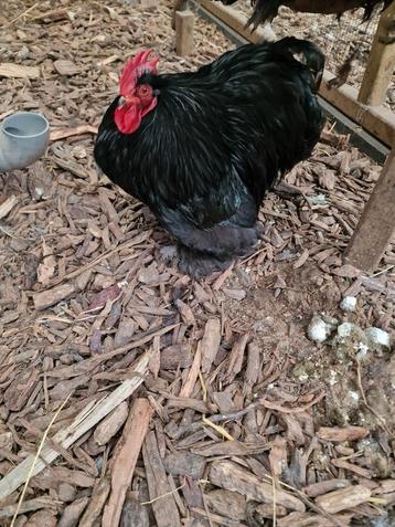 Cochin kriel hanen beschikbaar, Dieren en Toebehoren, Pluimvee