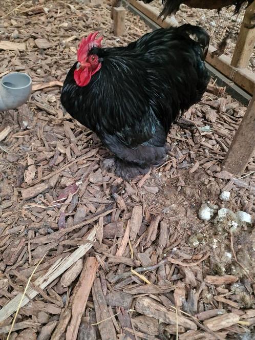 Cochin kriel hanen beschikbaar, Dieren en Toebehoren, Pluimvee
