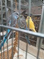 Jonge grasparkieten 5 euro per stuk, Dieren en Toebehoren