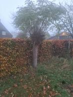 2 mooie bolacacia te koop, Jardin & Terrasse, Plantes | Arbres, Enlèvement, Plein soleil, Arbre à bulbes, 250 à 400 cm