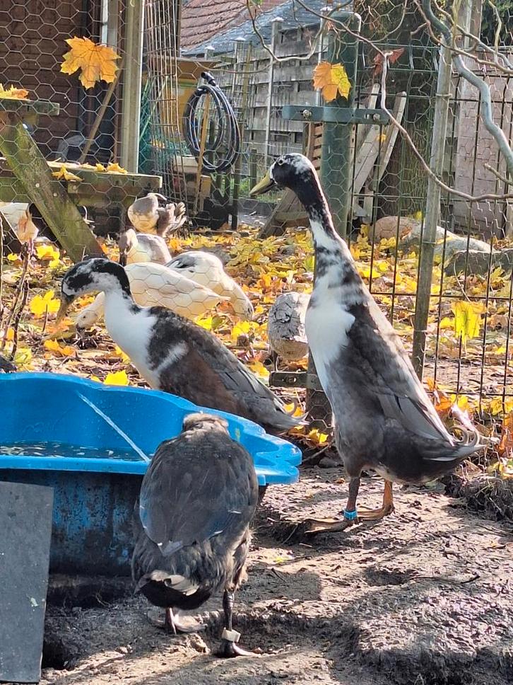 Indische loopeend woerden en dames 2025, Dieren en Toebehoren, Pluimvee, Eend, Meerdere dieren