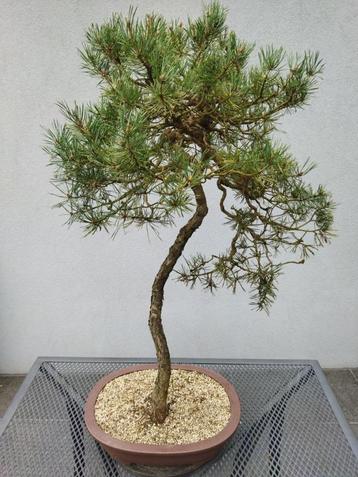 Bonsai Den Literatie-stijl beschikbaar voor biedingen
