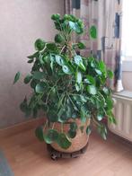 Pannenkoeken plant, Ophalen