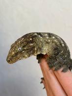 Prachtige Pine Island leachianus man, Hagedis, Tam, 0 tot 2 jaar
