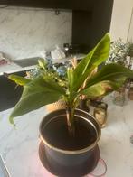 Bananier, Enlèvement