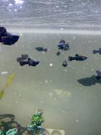 Zwarte molly’s, Dieren en Toebehoren, Zoetwatervis