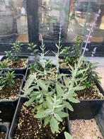 5 stuks Russische Lavendel 'Blue Spire' plantjes, Ophalen, In pot