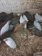 Chinese kwartels, Dieren en Toebehoren, Pluimvee
