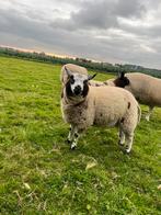 Baggerbonte rammen, Dieren en Toebehoren, Schapen, Geiten en Varkens