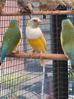 GOULDAMADINES, Dieren en Toebehoren, Vogels | Overige Vogels