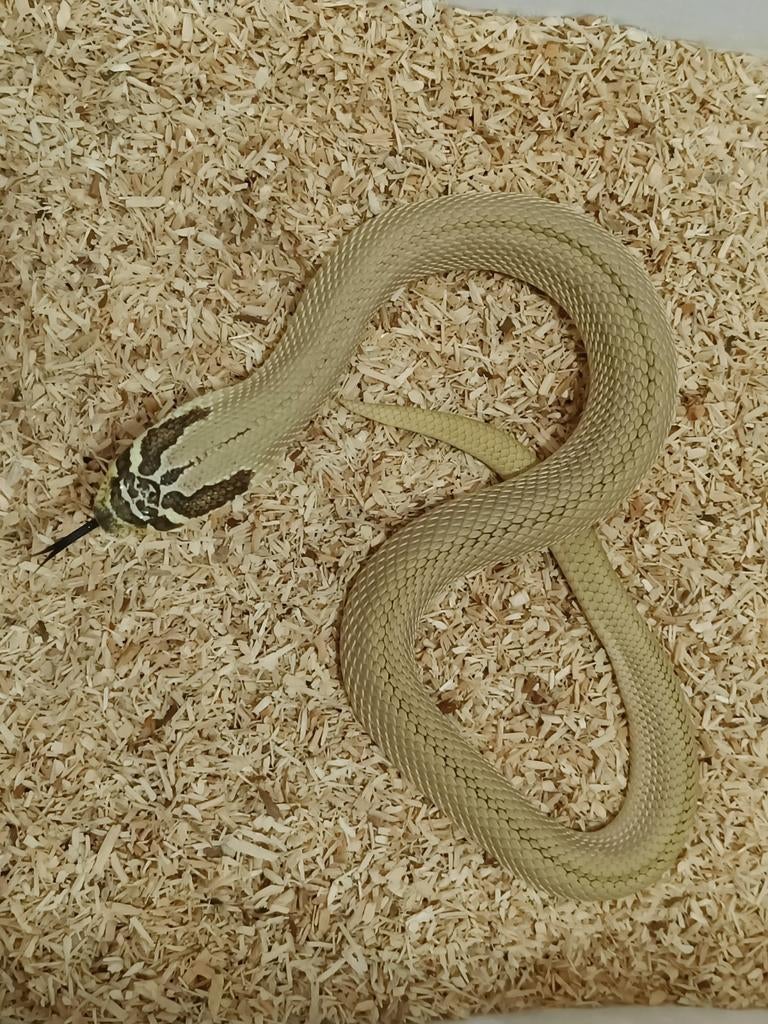 Haakneus koppel - Heterodon nasicus, Dieren en Toebehoren, Reptielen en Amfibieën, Slang, Tam, 3 tot 6 jaar