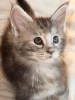 Maine Coon kitten met stamboom, Dieren en Toebehoren, Katten en Kittens | Raskatten | Langhaar, Meerdere dieren, Gechipt, 0 tot 2 jaar