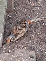 Lady amherst fazanten jonge Hanen, Dieren en Toebehoren, Pluimvee