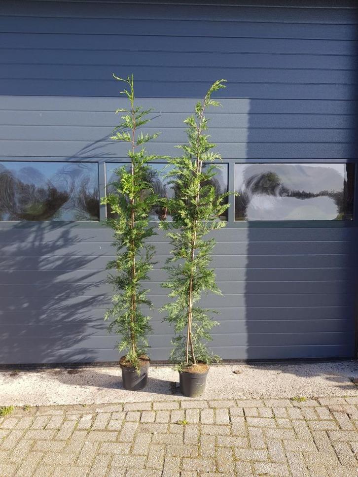 Leylandii /Cipressen Coniferen / conifeer, Tuin en Terras, Planten | Struiken en Hagen, Haag, Conifeer, 100 tot 250 cm, Ophalen