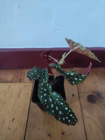 Begonia Maculata beschikbaar voor biedingen