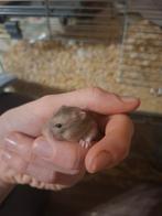 Russisch dwerghamstertje te koop, Dieren en Toebehoren, Knaagdieren, Hamster, Vrouwelijk, Tam, Oktober