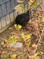 Poul mélange de Araucana et marans œuf vert olives