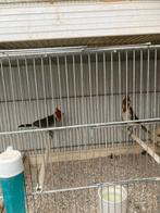 roodkuif kardinalen, Oiseau tropical, Bagué