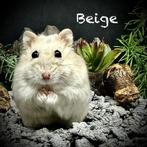 Prachtige allerschattigste troetelhamstertjes (4-8 weken), Animaux & Accessoires, Rongeurs, Hamster, Décembre, Domestique, Plusieurs animaux