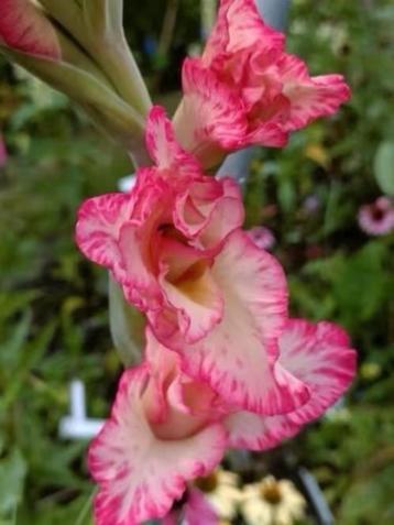 Laatste potjes van deze soorten plantjes  beschikbaar voor biedingen
