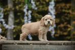 Amerikaanse Cocker Spaniel pups, Dieren en Toebehoren, België, CDV (hondenziekte), 8 tot 15 weken, Meerdere