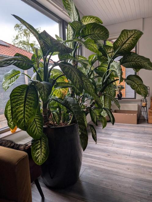 Diefenbachia inclusief pot, Huis en Inrichting, Kamerplanten, Ophalen
