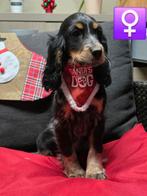 beau chiot cocker anglais, Animaux & Accessoires, Chienne, Belgique, 8 à 15 semaines, Éleveur | Professionnel