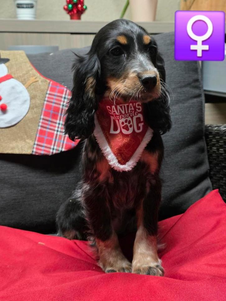 beau chiot cocker anglais, Animaux & Accessoires, Chiens | Retrievers, Épagneuls & Chiens d'eau, Chienne, Épagneul, Éleveur | Professionnel