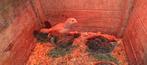 Brahma mix kuikens eendagskuiken of 2 maand kuikens, Dieren en Toebehoren, Meerdere dieren, Kip