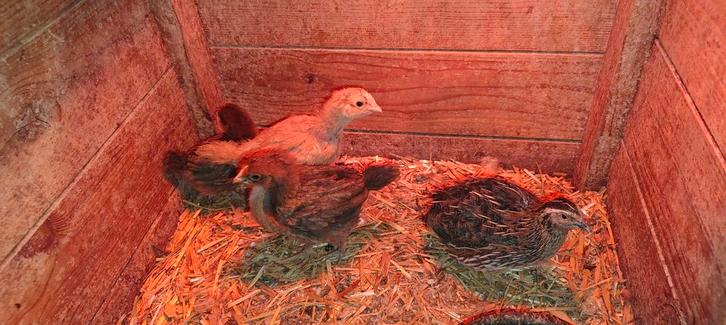 Brahma mix kuikens eendagskuiken of 2 maand kuikens, Dieren en Toebehoren, Pluimvee, Kip, Meerdere dieren