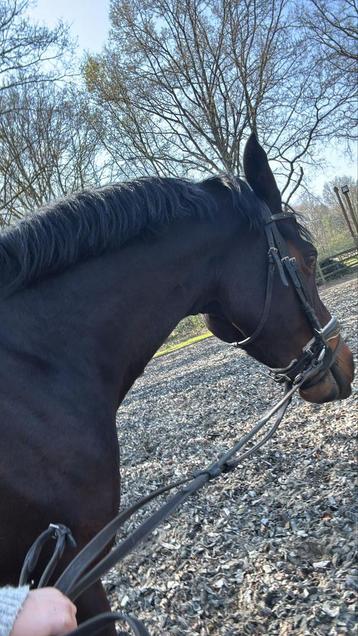 Trainer aan huis voor het trainen van onze paarden met kids  beschikbaar voor biedingen