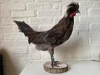 Nouvelle taxidermie de volaille à crête montée., Animal empaillé, Enlèvement ou Envoi, Neuf, Oiseaux