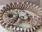 1.1 hypo axantisch stierslangen (pituophis sayi), Dieren en Toebehoren, Reptielen en Amfibieën, Slang, 0 tot 2 jaar