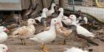 Mandarijneend koppels, Dieren en Toebehoren, Pluimvee, Meerdere dieren, Eend