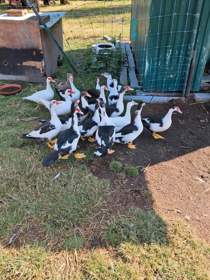 Barberie/muskuseend, Dieren en Toebehoren, Vogels | Overige Vogels