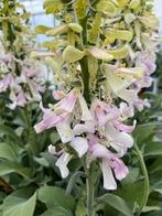 Digitalis Apple blossom p17cm, Ophalen, Vaste plant, Halfschaduw
