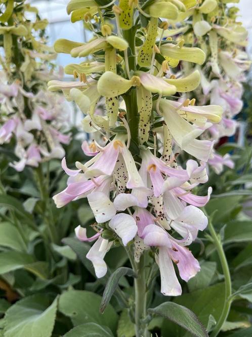 Digitalis Apple blossom p17cm, Tuin en Terras, Planten | Tuinplanten, Vaste plant, Halfschaduw, Ophalen