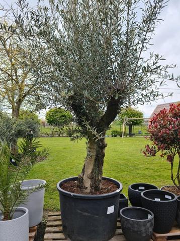 Mooi vertakte olijfboom Olea Europaea 