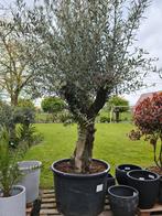 Mooi vertakte olijfboom Olea Europaea, Olivier, Enlèvement