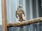Sakervalken 2025, Dieren en Toebehoren, Vogels | Overige Vogels, Meerdere dieren, Roofvogel, Geringd