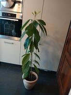Avocadoboom in bloei 145 cm, Huis en Inrichting, Kamerplanten, Fruitplant, Halfschaduw, In pot, 150 tot 200 cm