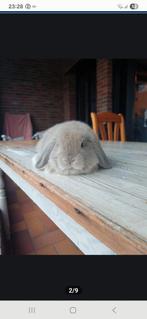 100% raszuiver minilop konijn ram stamboom mogelijk