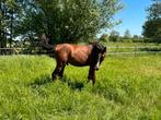 GEZOCHT Opfok plaats voor jaarling hengst, Dieren en Toebehoren, Paarden, Hengst, 0 tot 2 jaar