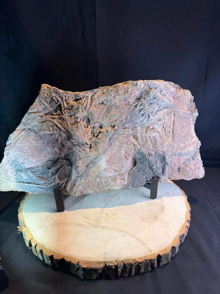 Nénuphar fossile : un crinoïde (45x25 cm environ 6 kg), Collections, Minéraux & Fossiles, Fossile, Enlèvement ou Envoi