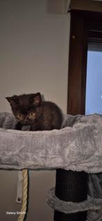 Super tamme Britse korthaar kater, Dieren en Toebehoren, Katten en Kittens | Raskatten | Korthaar, Kater, Gechipt, 0 tot 2 jaar